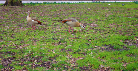 Obraz na płótnie Canvas gray-colored geese running around in a green grassy field in Amsterdam