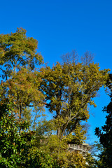 tree and blue sky