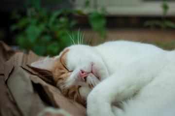 young ginger .cat sleeping on a pile of cardboard next to catnip