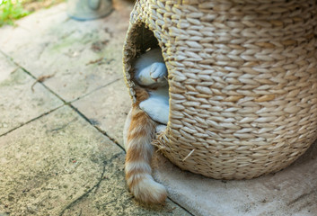 ginger tabby cat sleeping outside in a wicker pod