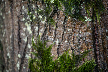 Textura das árvores