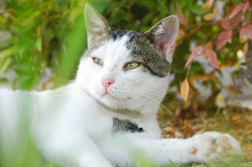 Beautiful cat playing with plants at the garden