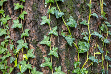 Texture das árvores