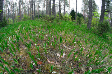 Maiglöckchen (Convallaria majalis) im Nationalpark Biebrza, Polen - Lily of the valley