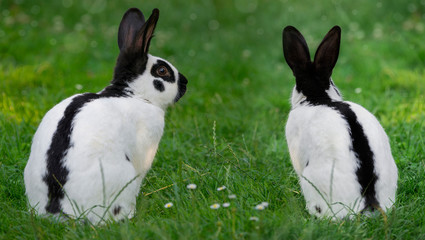 a black and white rabbit is sitting in grass