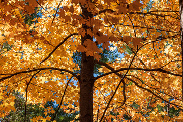 autumn in the forest