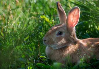 a cute rabbit resting in a grass