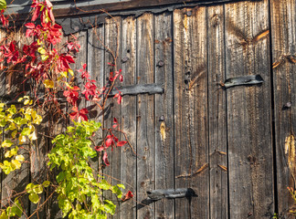 Vines growing up the wall of an old barn in autumn
