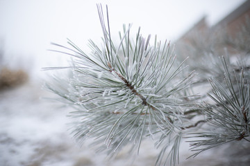 Winter snowy pine tree christmas scene. Fir branches covered with frost. Winter mood. Snow covered branches in winter.