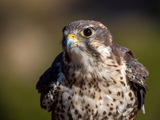 Prairie Falcon 1
