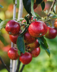 ready to harvest Red apples on apple tree branch in autumn garden