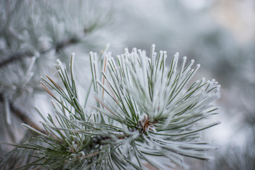 Naklejka na ściany i meble Winter snowy pine tree christmas scene. Fir branches covered with frost. Winter mood. Snow covered branches in winter.
