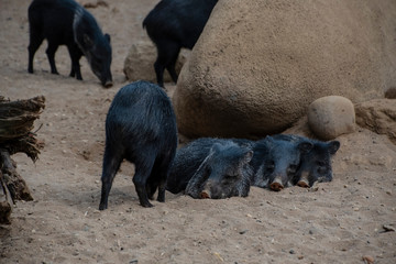 Collared peccaries or javelina. Collared peccaries are pig-like animals that inhabit the deserts.