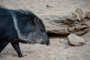 Collared peccary or javelina. Collared peccaries are pig-like animals that inhabit the deserts.