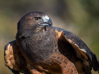 Swainson's Hawk 5