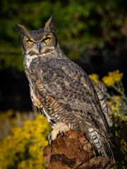 Great Horned Owl 6