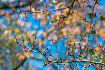 Beautiful autumnal discolored leaves