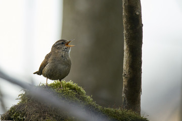 Wren singing at noon in the summer