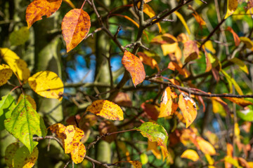 Beautiful autumnal discolored leaves