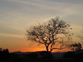 Fototapeta na wymiar beautiful night with dry tree