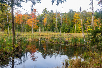 Fototapeta na wymiar Colorful swamp on a fall day