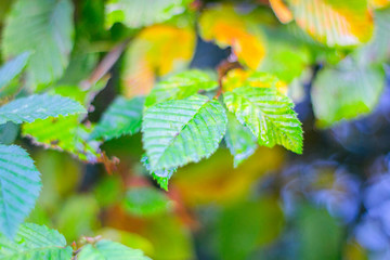 Beautiful autumnal discolored leaves