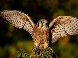 American Kestrel 5