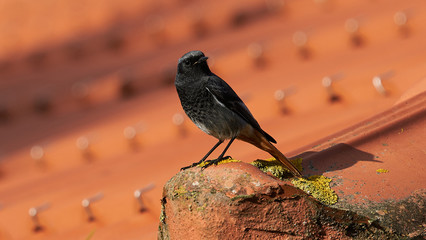 Black Redstart Phoenicurus ochruros Orange Tiled Roof Mugardos