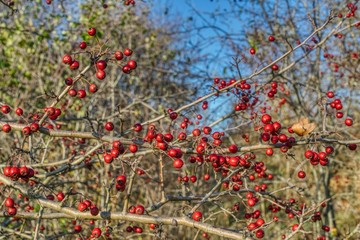 twig with ripe hawthorn fruits, hawthorn fruits a remedy for heart and blood pressure problems, hawthorn bush during fruit harvest