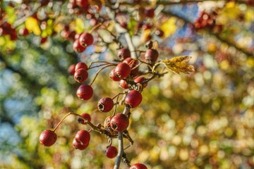 ripe hawthorn berries on a blurred interesting autumn background, hawthorn berries are a remedy for heart and blood pressure problems, hawthorn bush during fruit harvest