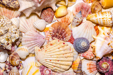 Seashells