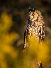 Long Eared Owl 3