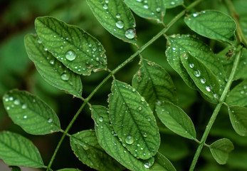 Green leaves with water drops on them. Close-up shot
