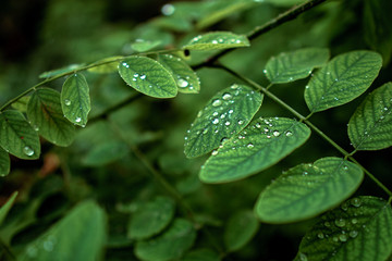 Green leaves with water drops on them. Close-up shot