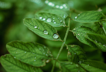 Green leaves with water drops on them. Close-up shot