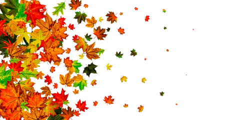 Obraz na płótnie Canvas Fall leaves. Autumn season pattern isolated on white background. Thanksgiving concept