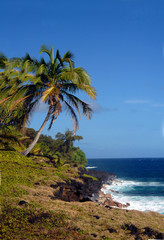 Fototapeta na wymiar Curving Palm Tree Next to Aqua Blue Waters