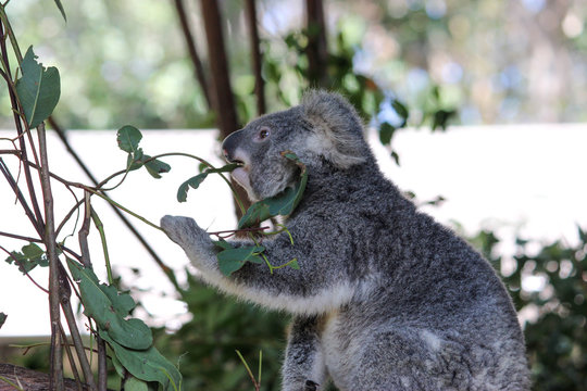 Koala Feeding on Eucalyptus Leaves