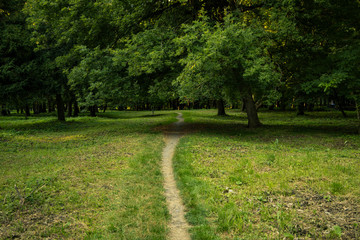 park outdoor green foliage natural outdoor environment with lonely dirt trail 