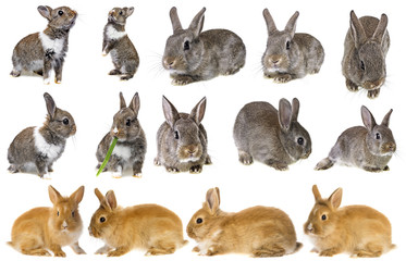 rabbits