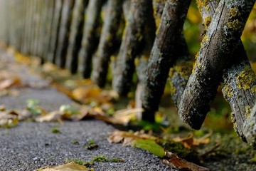 Holzzaun Zaun Straßenzaun Gartenzaun Jägerzaun Herbst Wald warm Baum Straße Weg warm Sonne Laub close up verwittert