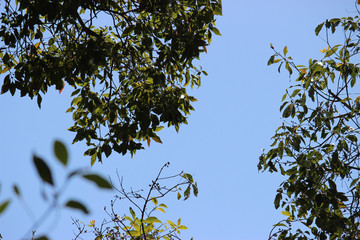 Foliage Breakthrough