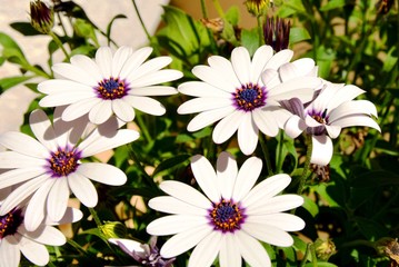 Obraz na płótnie Canvas white flowers in a garden