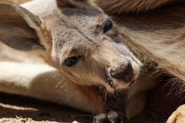Baby Joey In the Pouch