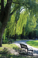 Weeping Willow tree and bench in a park