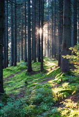 Obraz premium Mountains with forests. Carpathian Mountains