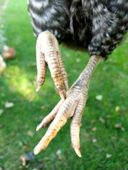 Chicken feet 