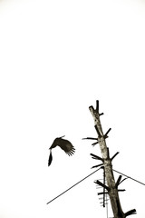 silhouette of a bird