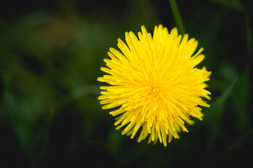 Gelbe Löwenzahnblüte mit grünen Hintergrund