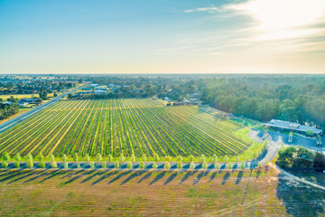 Aerial view of beautiful vineyard in Moama, Australia